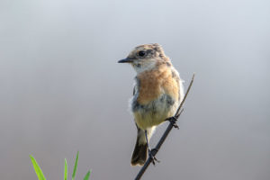 黑喉石䳭 Common Stonechat