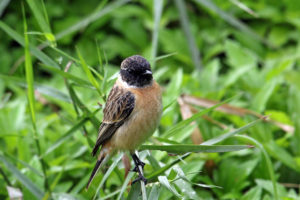 黑喉石䳭 Common Stonechat