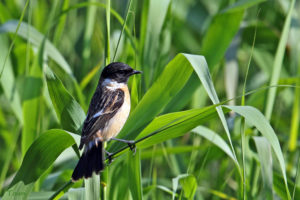 黑喉石䳭 Common Stonechat