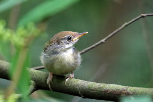 長尾縫葉鶯 Common Tailorbird