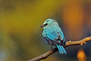銅藍鶲 Verditer Flycatcher