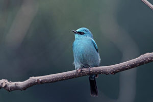 銅藍鶲 Verditer Flycatcher