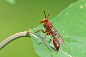 vespidae (1)