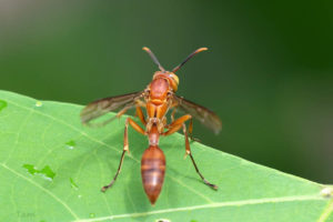 vespidae (3)