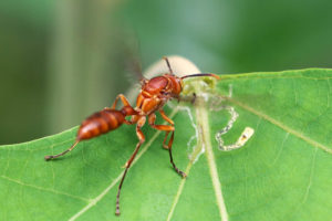 vespidae (4)
