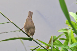 褐柳鶯 Dusky Warbler