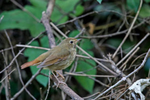 紅尾歌鴝 Rufous-tailed Robin