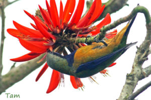 橙腹葉鵯 Orange-bellied Leafbird