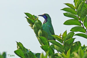 金額葉鵯 Golden-fronted Leafbird