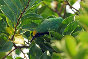 金額葉鵯 Golden-fronted Leafbird