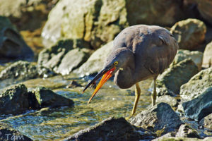 岩鷺 Pacific Reef Egret