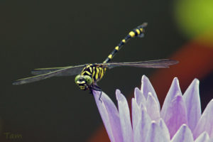 霸王葉春蜓 Common Flangetail