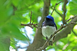 白腹藍姬鶲 Blue-and-white Flycatcher