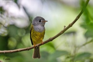 方尾鶲 Grey-headed Canary Flycatcher