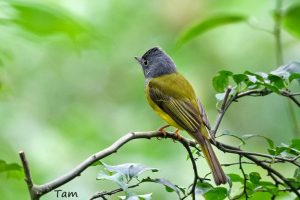 方尾鶲 Grey-headed Canary Flycatcher