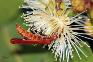 赭喙紅螢  Lycostomus placidus