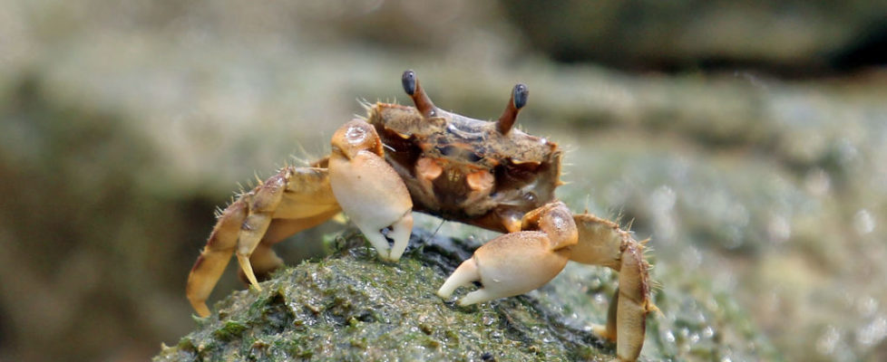 crab 7 (1)