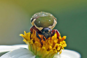 雙斑短突金花龜 Glycyphana nicobarica