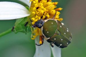 雙斑短突金花龜 Glycyphana nicobarica