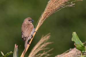 斑文鳥 Scaly-breasted Munia