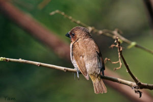 斑文鳥 Scaly-breasted Munia