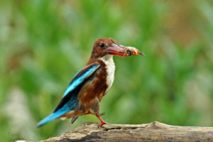 白胸翡翠 White-Throated Kingfisher