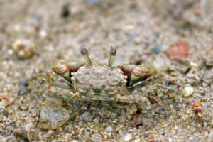 角眼切腹蟹    Tmethypocoelis ceratophora