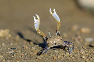 角眼切腹蟹    Tmethypocoelis ceratophora