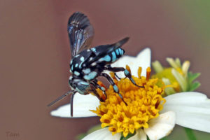 凹盾斑蜂 Crocisa emarginata