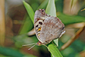 翠藍眼蛺蝶 Junonia orithya