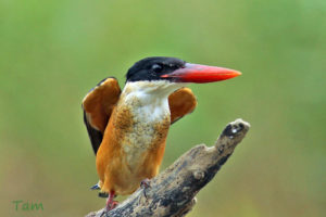 藍翡翠 Black-capped Kingfisher