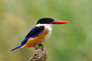 藍翡翠 Black-capped Kingfisher