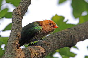 翠金鵑 Asian Emerald Cuckoo