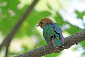 翠金鵑 Asian Emerald Cuckoo