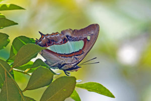 窄斑鳳尾蛺蝶 Polyura athamas