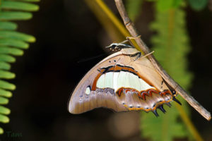 窄斑鳳尾蛺蝶 Polyura athamas