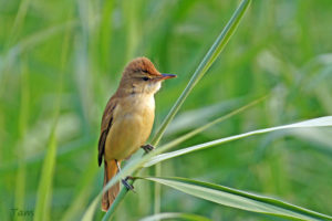 東方大葦鶯 Oriental Reed Warbler