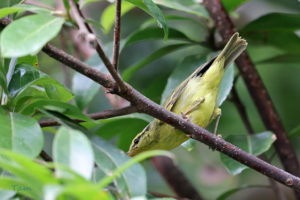 黑眉柳鶯 Sulphur-breasted Warbler