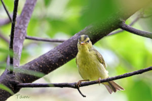 黑眉柳鶯 Sulphur-breasted Warbler
