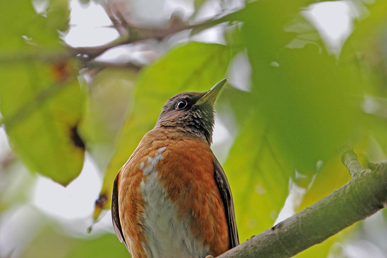 赤胸啄木鸟,鸟网