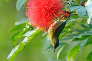 叉尾太陽鳥 Fork-tailed Sunbird