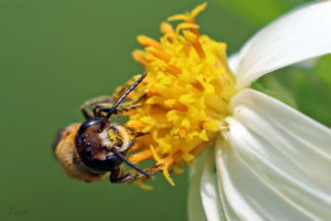 切葉蜂 Megachile sp.