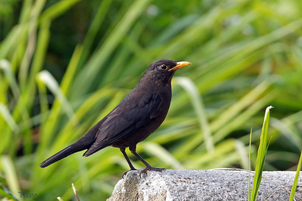 烏鶇 Common Blackbird - 澳門生態網
