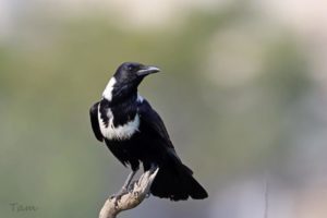 白頸鴉 Collared Crow