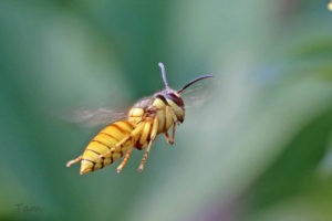 雙色胡蜂 Vespa bicolor