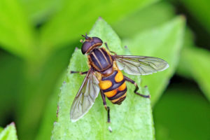 斑腹粉顏蚜蠅 Mesembrius bengalensis