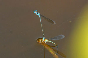 綠斑蟌 Pseudagrion microcephalum