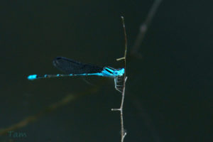 綠斑蟌 Pseudagrion microcephalum