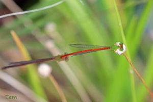 翠胸黃蟌 Ceriagrion auranticum ryukyuanum