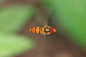 黑帶蚜蠅 Episyrphus balteatus